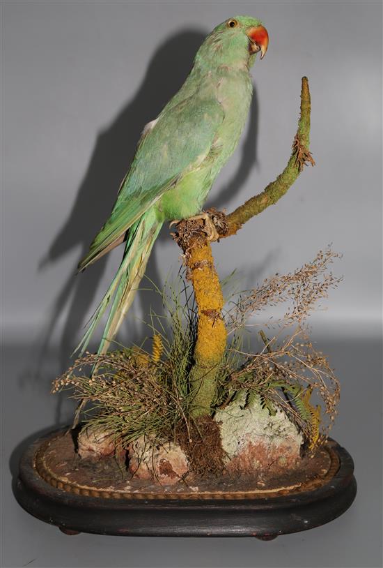 Taxidermic parrot, under glass dome